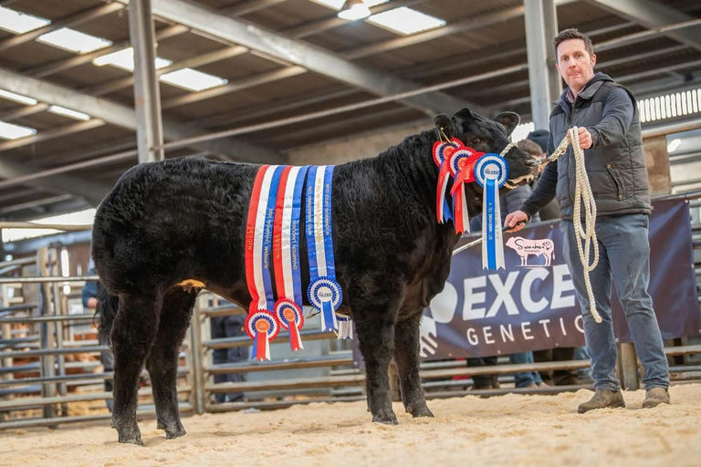 Overall Champion of the NICCEC Springtime Spectacular sired by Claddagh McCabe (LM6529), sold for £11,500