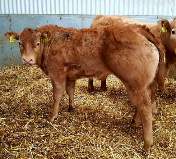 WILODGE JOSKINS Picture 4