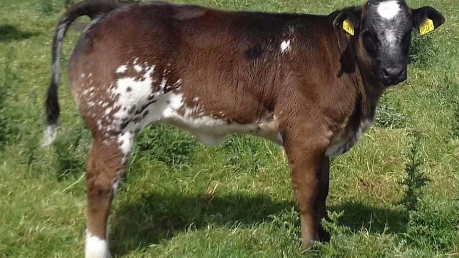 EWDENVALE IVOR Picture 14