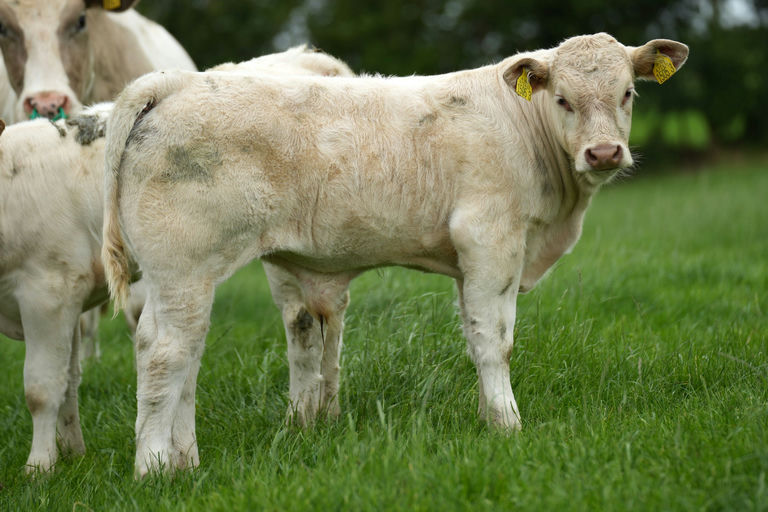 Kilvilcorris Tim sired bull calf