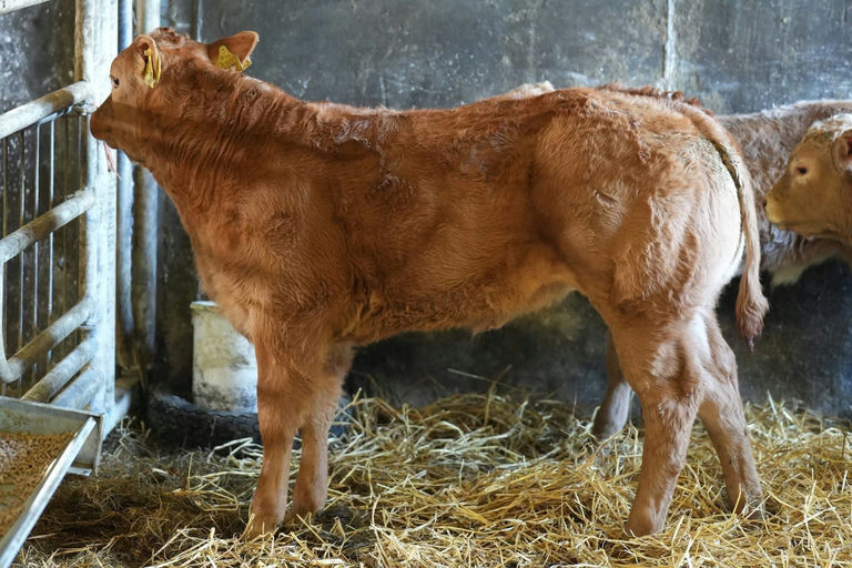 Drumline S 1185 sired heifer calf