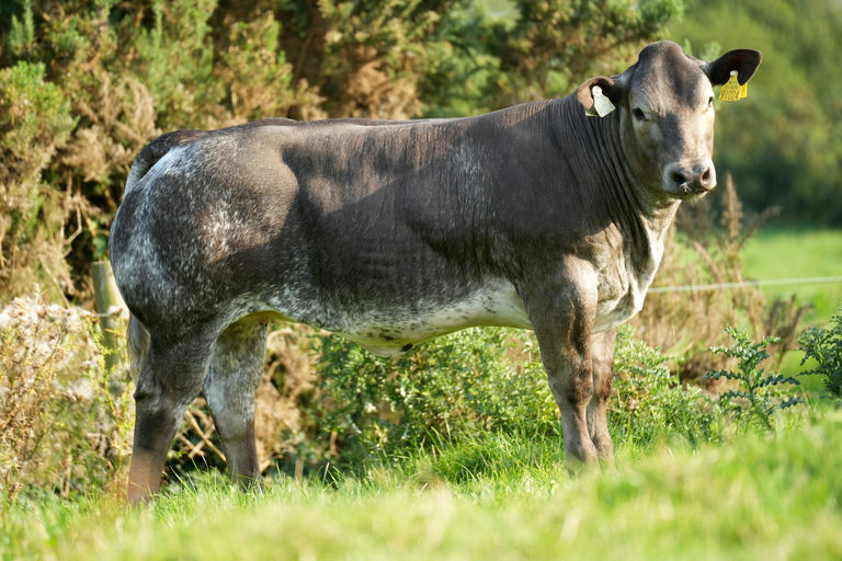 Gazou sired heifer calf