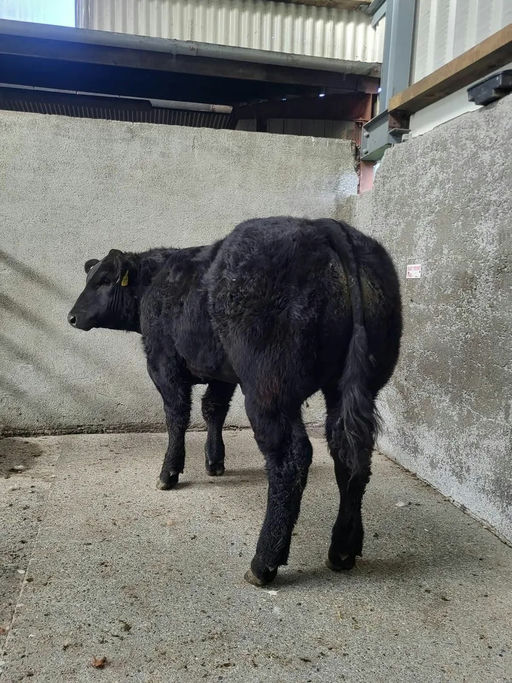 CLADDAGH MCCABE (ET) Picture 15