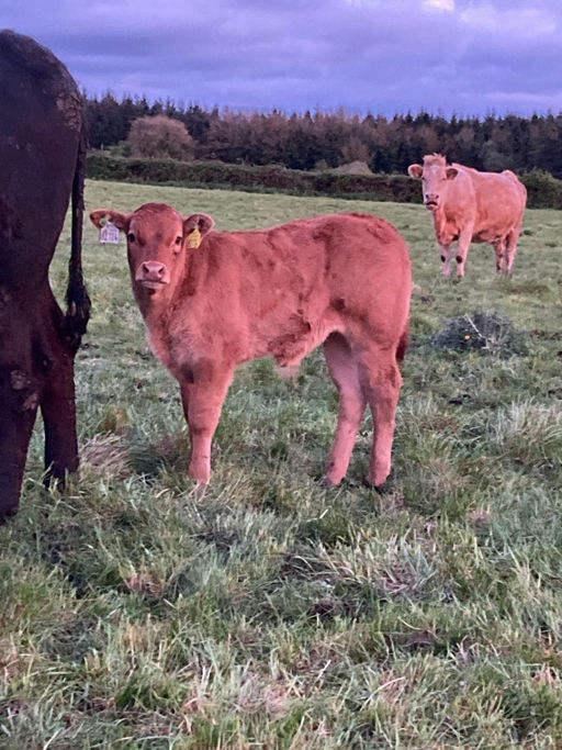 SLIABH FELIM STERLING Picture 6