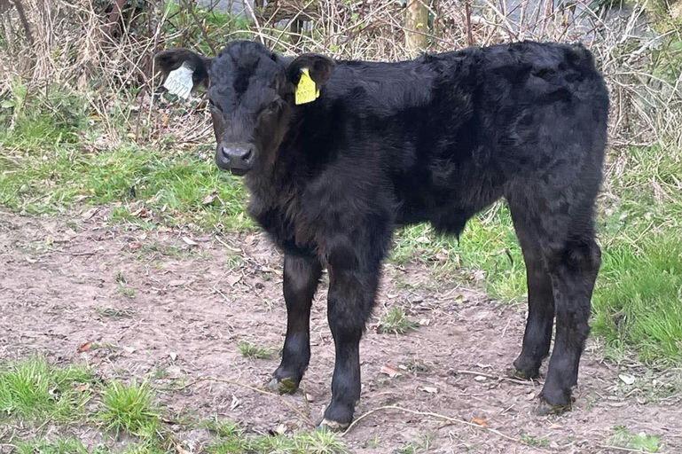 Liss Bruno (AA8938) sired pedigree bull calf