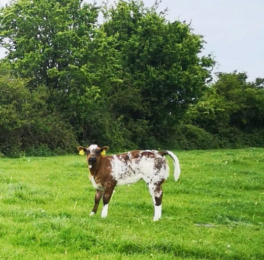 ELDERBERRY GALAHAD Picture 5