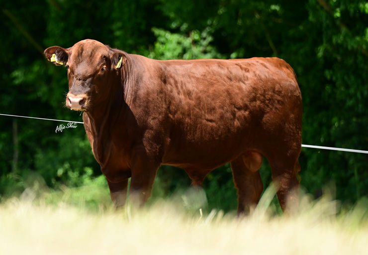 HAWKLEY RED ZAMARI Y132 Picture 0