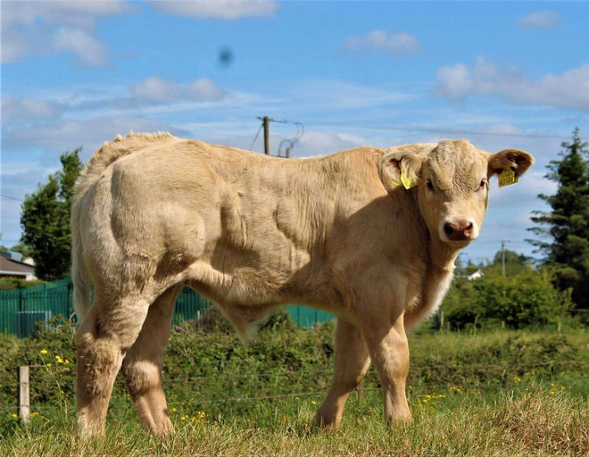 Clenagh Jasper sired bull calf