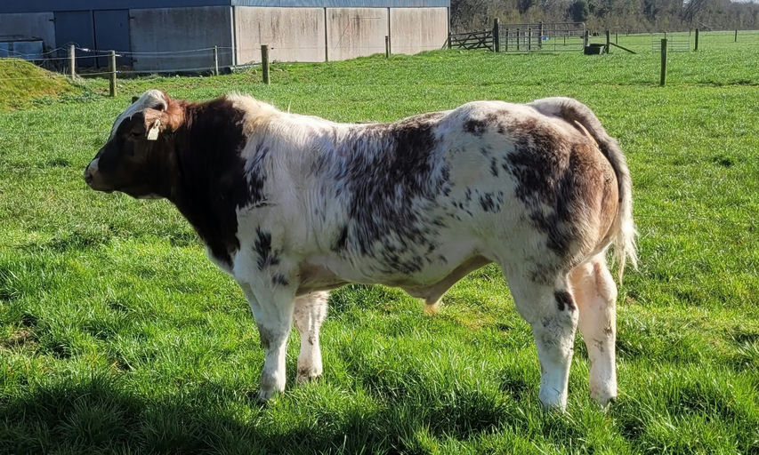 Rambo's maternal half brother