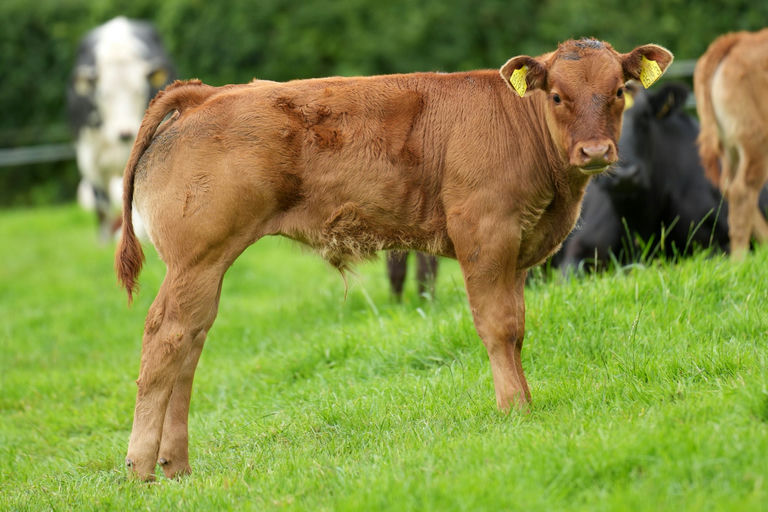 Salering sired bull calf