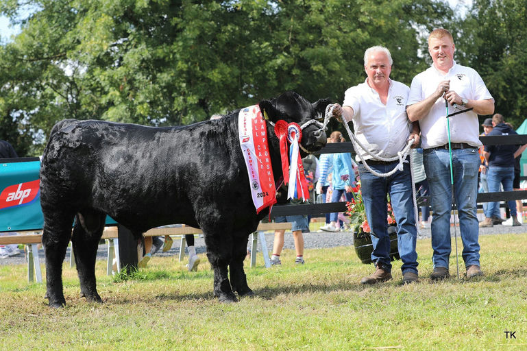 Drumcrow Tribesman son - All Ireland Irish Angus Bull Calf Champion 2024 born between August and October 2023