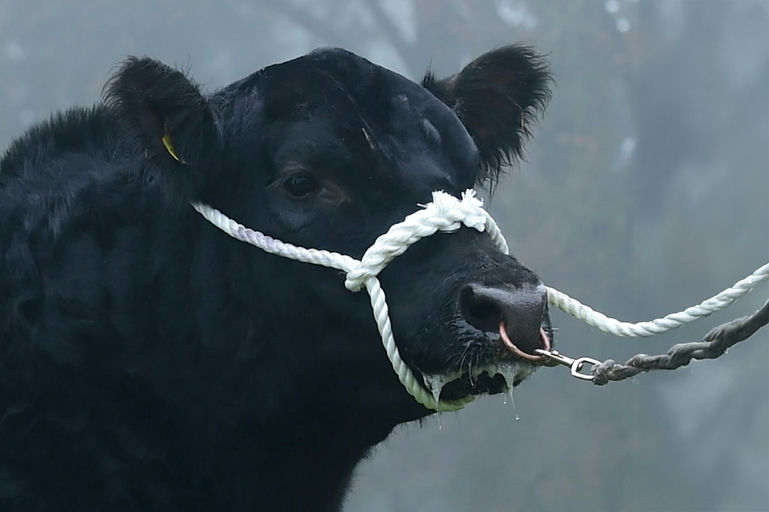 Portauns Volcano (AA2259)