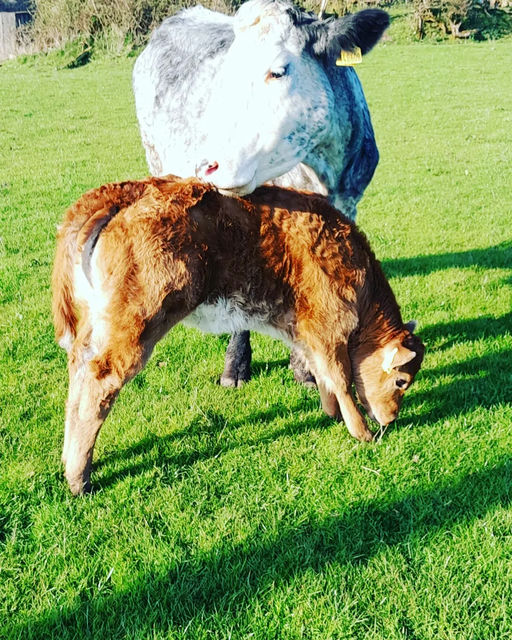 BROOKLANDS MARCO Picture 10