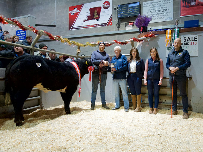 James Bond sire heifer - Overall Champion at weanling show & sale in Markethill mart