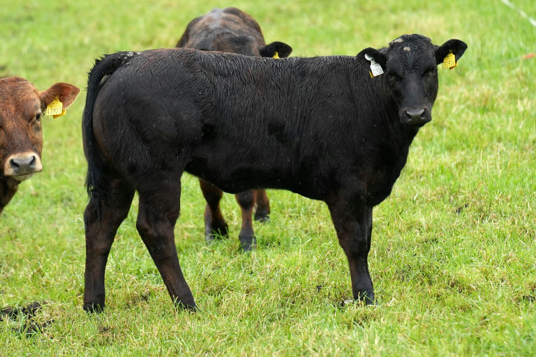 Birchpark Rufus sired heifer calf