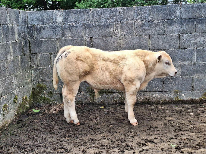 Superior sired bull calf