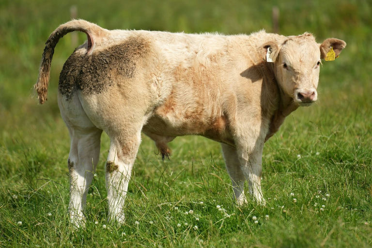 Cattanview Supreme (CH8541) sired bull calf