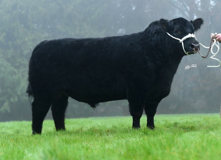 PORTAUNS VOLCANO P643 Picture 0