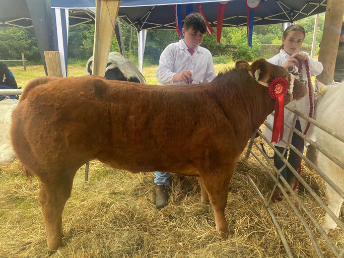 CLADDAGH MCCABE (ET) Picture 9